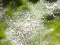 Pseudoidium araliacearum