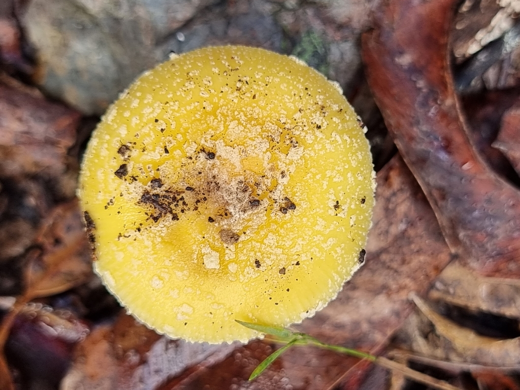 Amanita austropulchella
