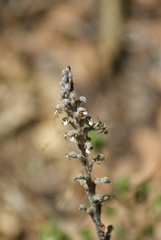 Sarcoglottis schaffneri