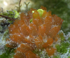 Ecteinascidia turbinata