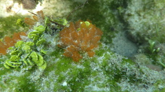 Ecteinascidia turbinata