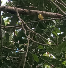 Todirostrum cinereum