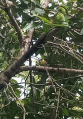 Todirostrum cinereum