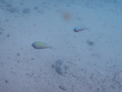 Chromis viridis