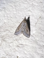 Pyrausta napaealis