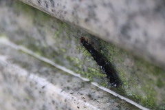 Barsine striata