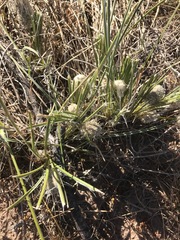 Lomandra leucocephala