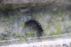 Barsine striata
