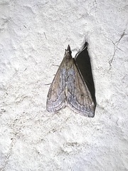 Pyrausta napaealis