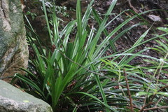 Pandanus austrosinensis