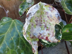 Pseudoidium araliacearum