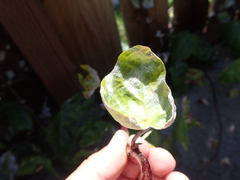 Pseudoidium araliacearum