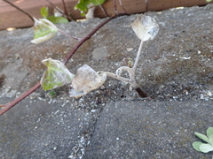 Pseudoidium araliacearum