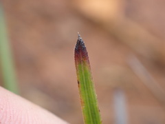 Schoenus neocaledonicus