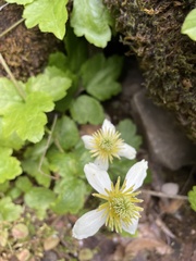 Kumlienia hystricula