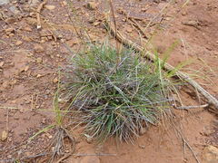 Schoenus neocaledonicus