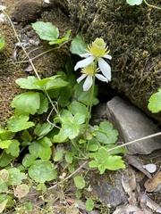 Kumlienia hystricula