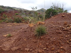 Schoenus neocaledonicus