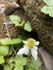 Kumlienia hystricula