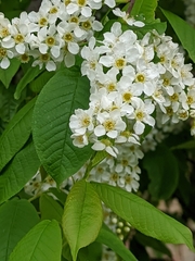 Prunus padus