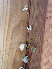 Pseudoidium araliacearum