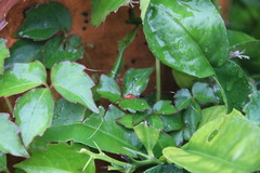 Pseudogagrella splendens