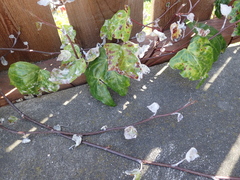 Pseudoidium araliacearum