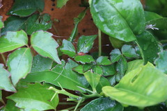 Pseudogagrella splendens