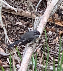 Rhipidura albiscapa alisteri