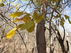 Zanthoxylum arborescens