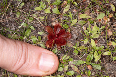 Drosera rosulata