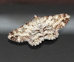 Cleora repetita