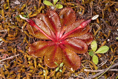 Drosera rosulata