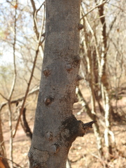 Zanthoxylum arborescens