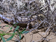 Teratoscincus scincus