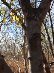 Zanthoxylum arborescens
