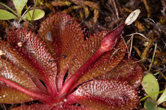 Drosera rosulata