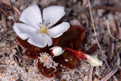 Drosera rosulata