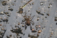 Pardosa pseudoannulata