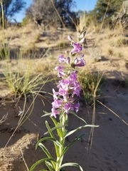 Penstemon angustifolius venosus