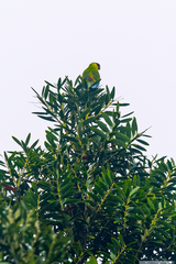 Eunymphicus cornutus