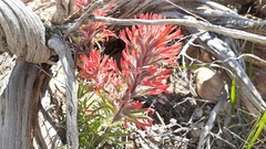 Castilleja scabrida