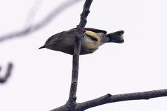 Gerygone flavolateralis flavolateralis