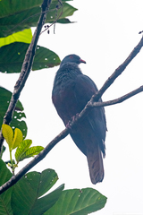 Ducula goliath