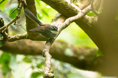 Rhipidura verreauxi verreauxi