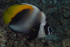 Heniochus singularius