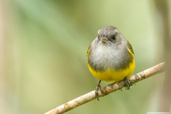 Eopsaltria flaviventris