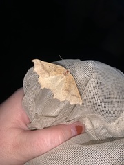 Prochoerodes truxaliata