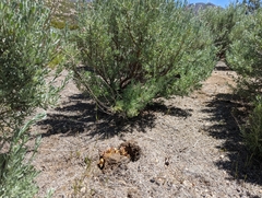 Aphyllon californicum feudgei