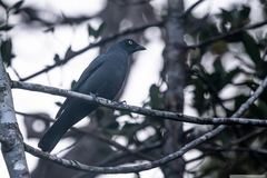 Coracina caledonica caledonica